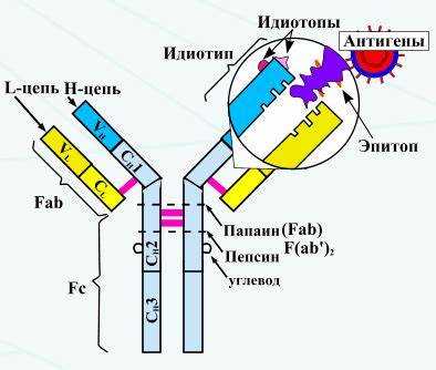 Патологии, связанные с нарушением работы антител А и Б