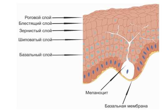 Клинические проявления заболеваний, затрагивающих базальную область