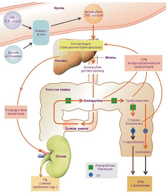 Способы лечения и коррекции уровня данного вещества
