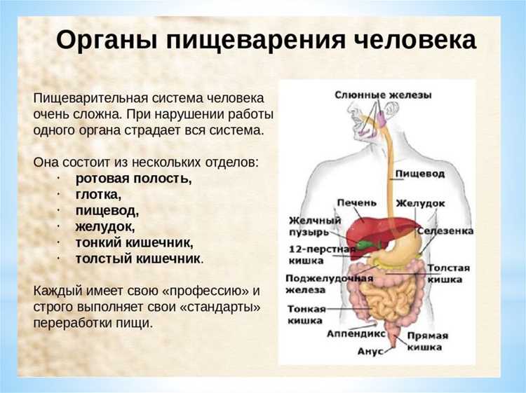 Роль слюны в переваривании углеводов