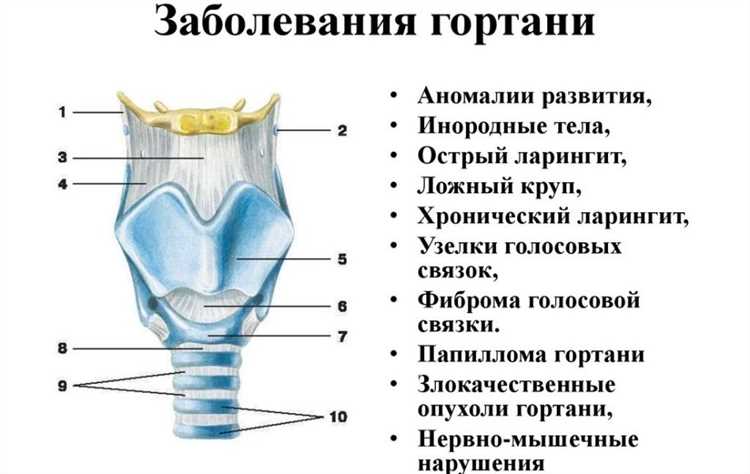 Анатомия