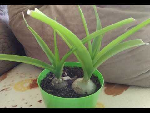 Отличительные