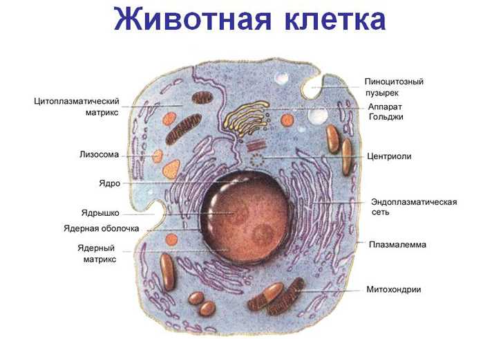 Влияние