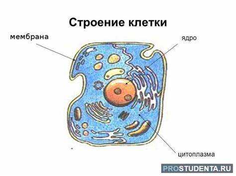 Роль