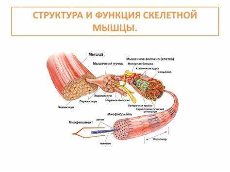 Питание и его воздействие на мышечную мощь