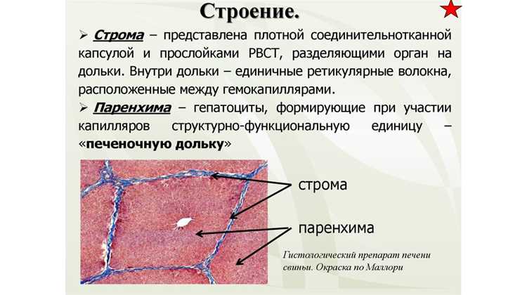 Слизистая оболочка тонкой кишки и её роль в пищеварении