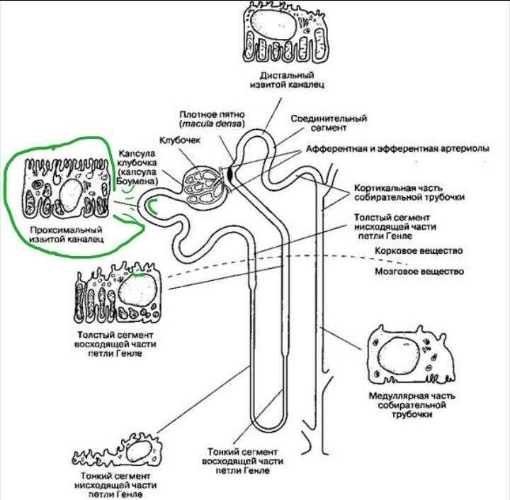 Роль канальца в выделении веществ