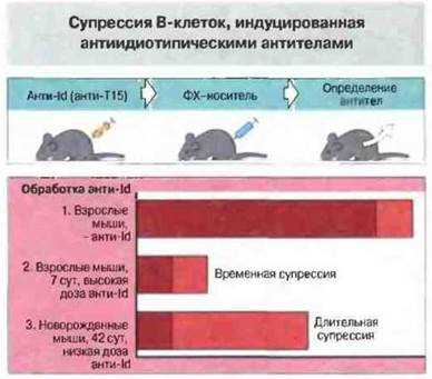 Влияние цитокинов на направление иммунного ответа