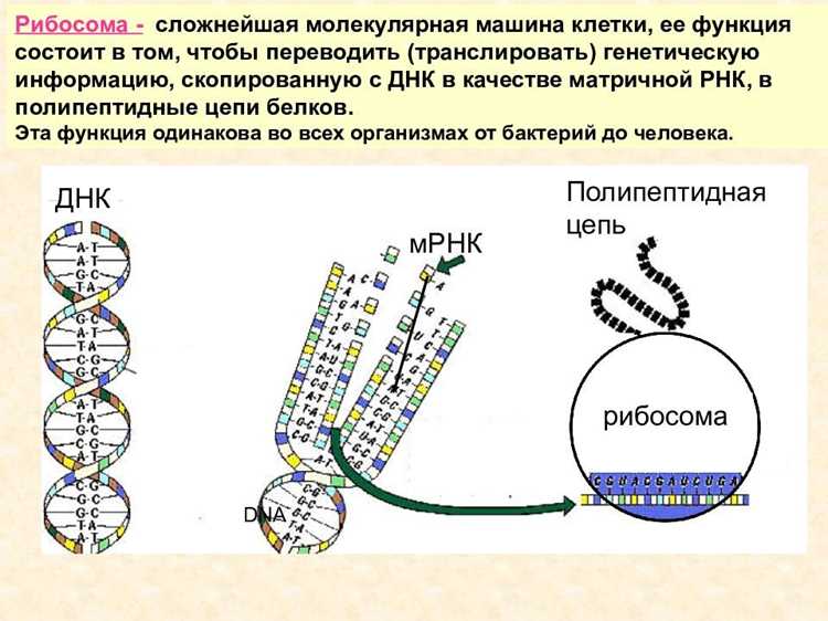 Как рибосомы синтезируют белки