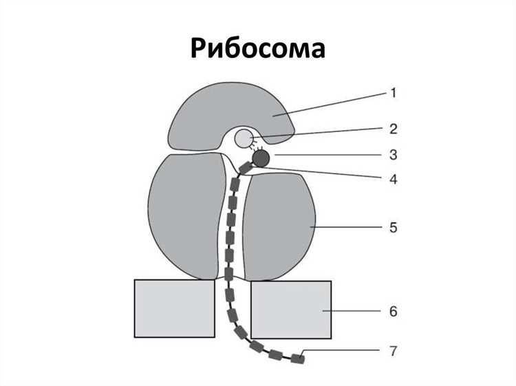 Изучение рибосом: методы и технологии