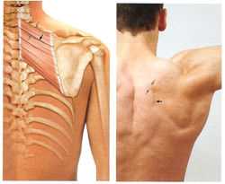 Функциональная