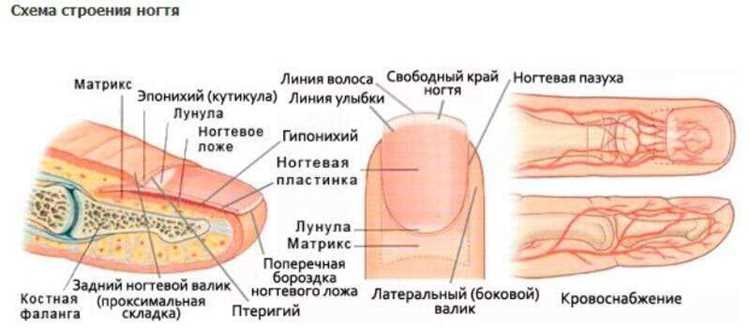 Матричные клетки: как они формируют ногтевую пластину