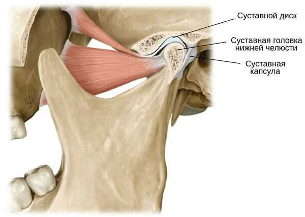 Жевательные